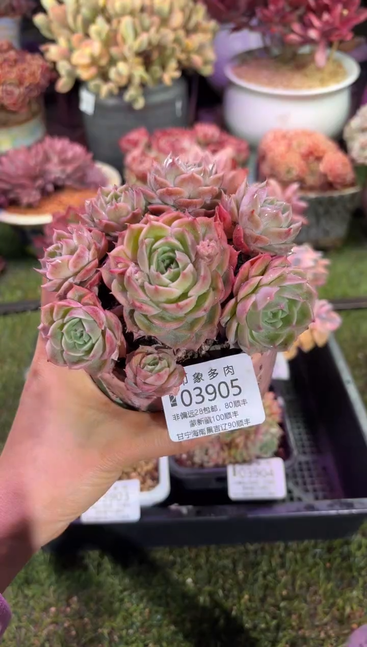 【闪购商品】03905脱土带盆