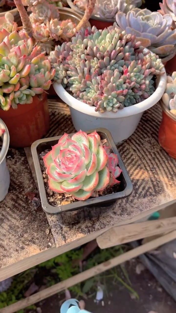 梅*跃跃精品多肉30091