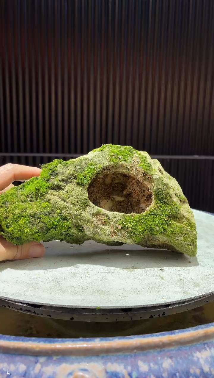 造型吴定石一物一拍专属