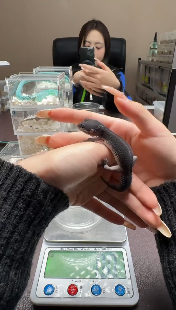 豹纹守宫鳞与尾 Scale Tail 爬宠J440