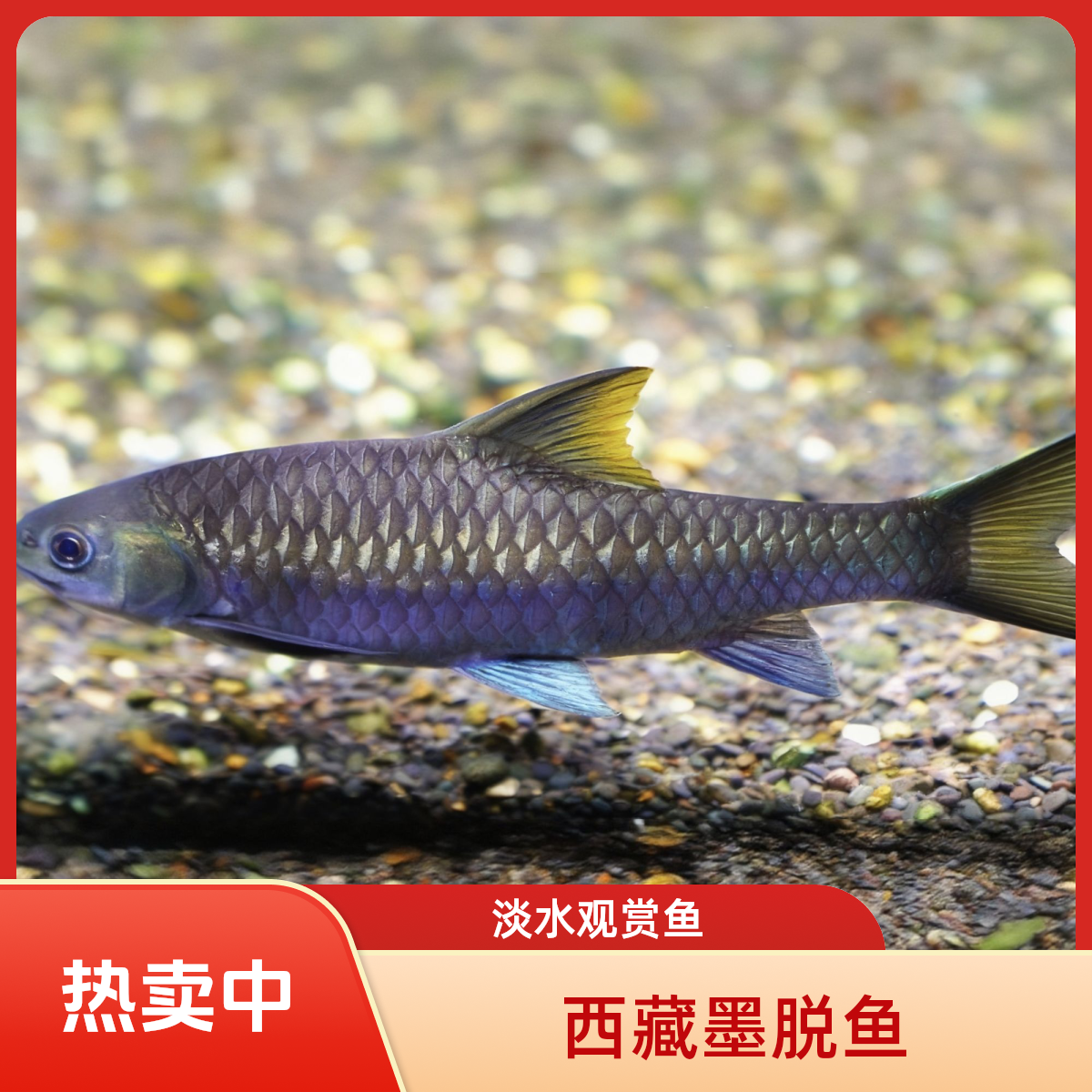 【西藏墨脱】【少量供应】西藏墨脱活体观赏鱼淡水鱼广温稀有吉罗鱼