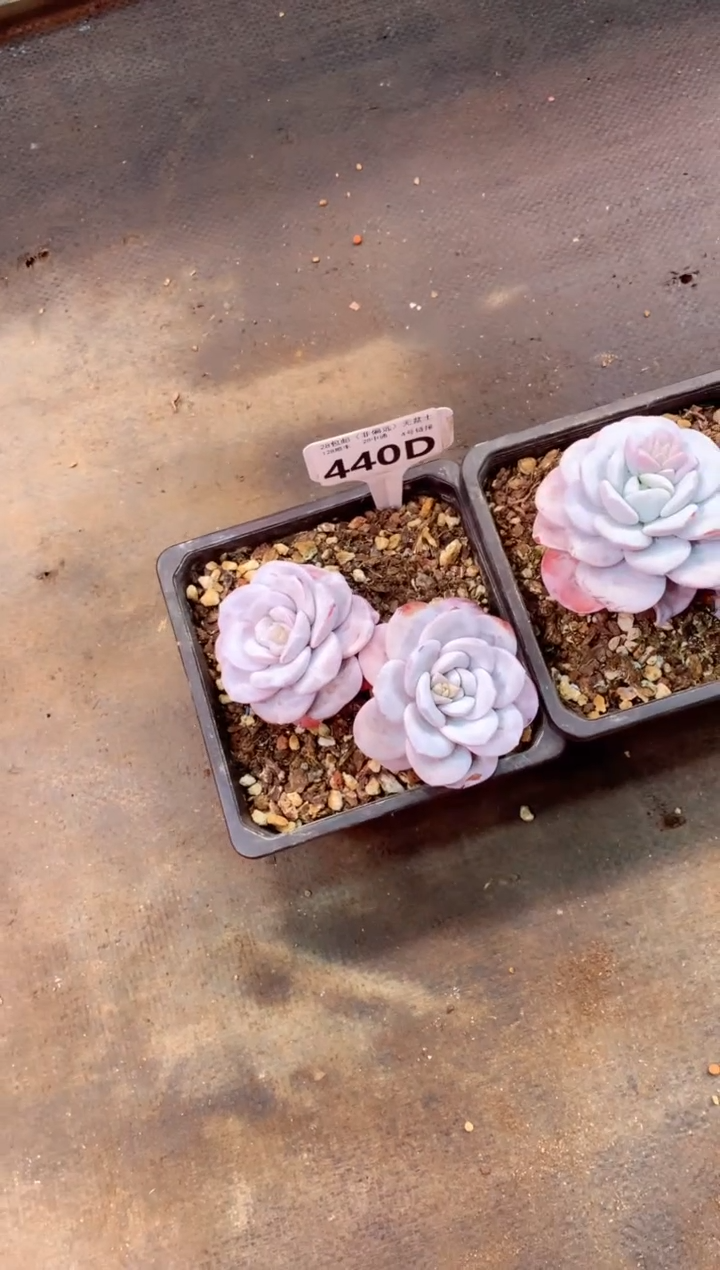 440D（一物一拍，精品多肉，w所见即所得 ）