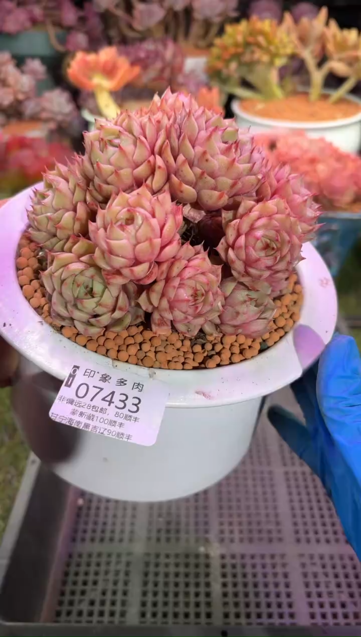 【闪购商品】07433