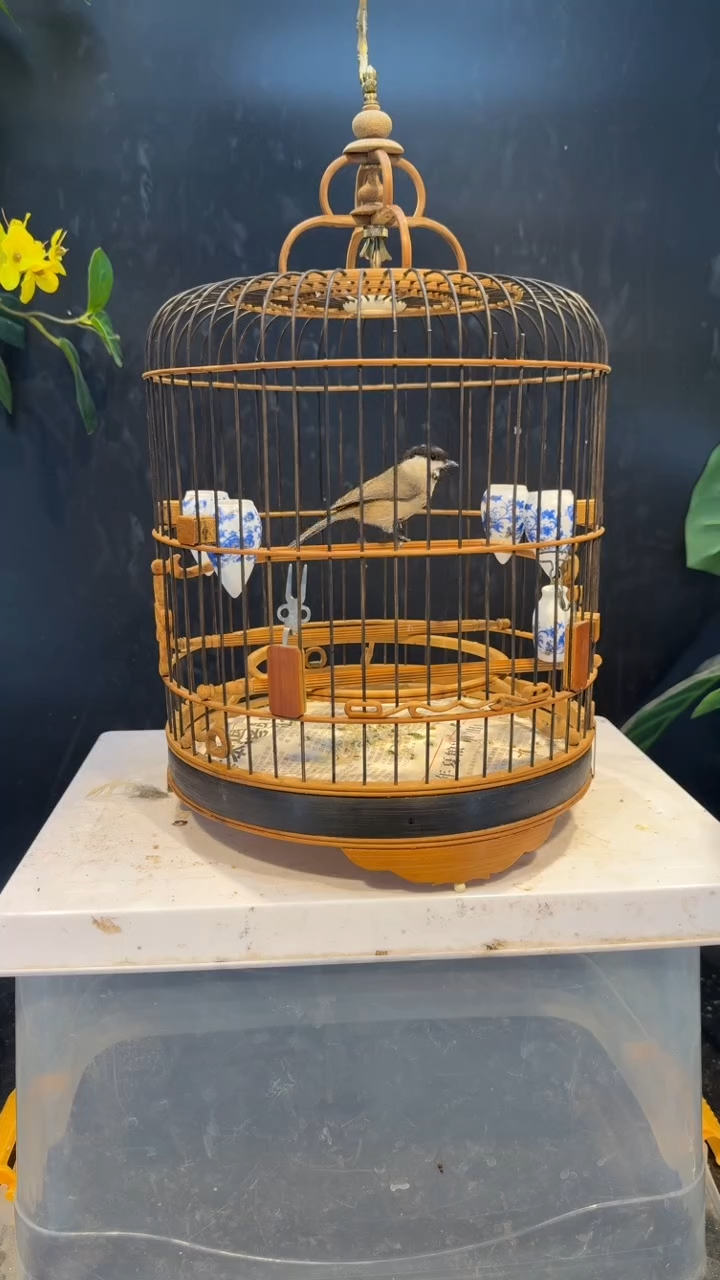 12号 红子 养笼  0元起拍