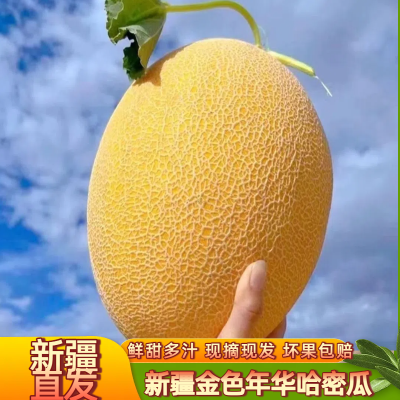 【新疆空运直发】新疆直发金色年华哈密瓜现摘现发当季新鲜水果
