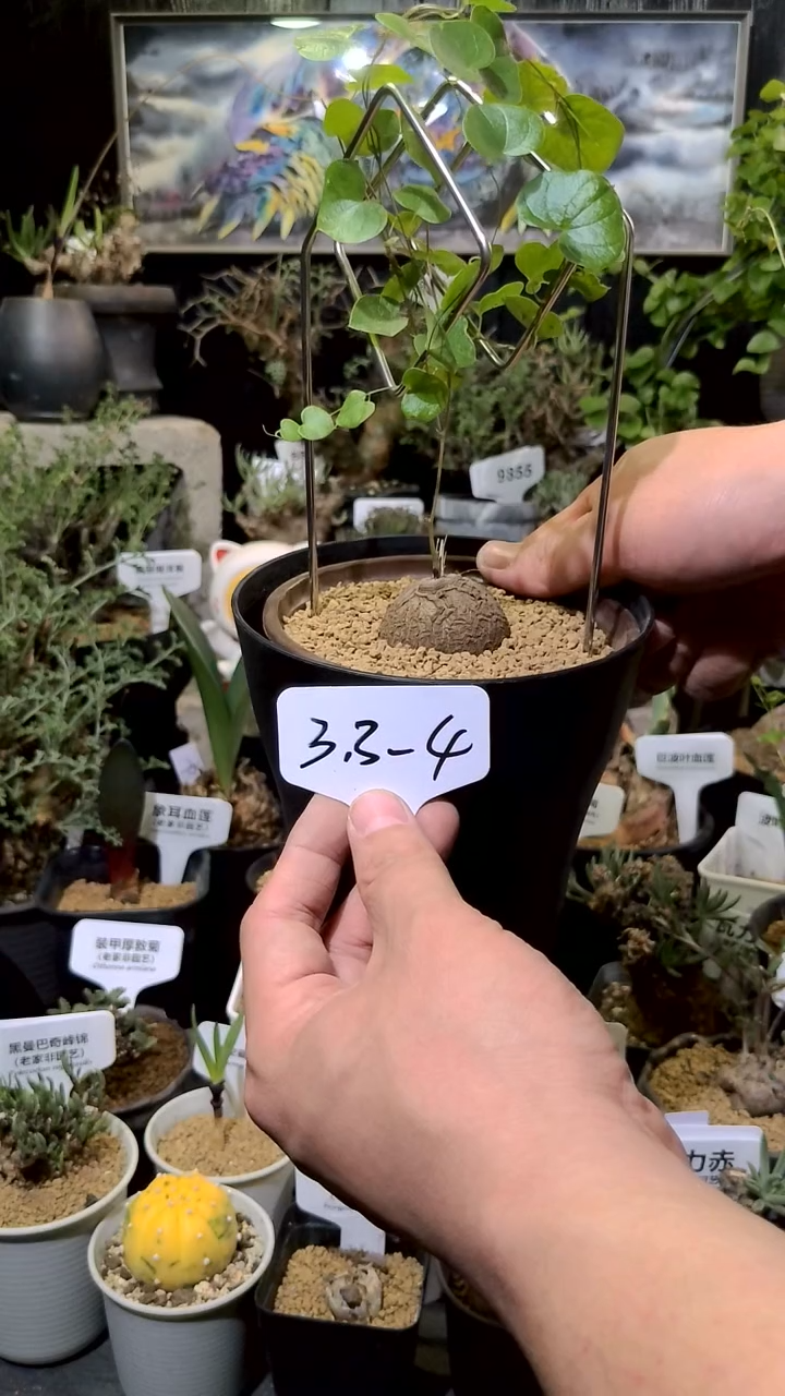 3.3-4新手套装南非龟甲龙60天服务期