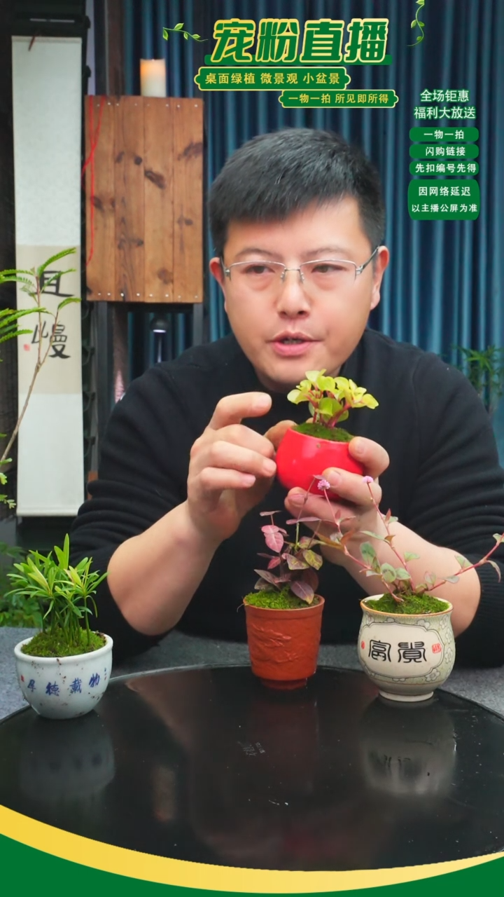 无花朵大***?苔藓微景观377号