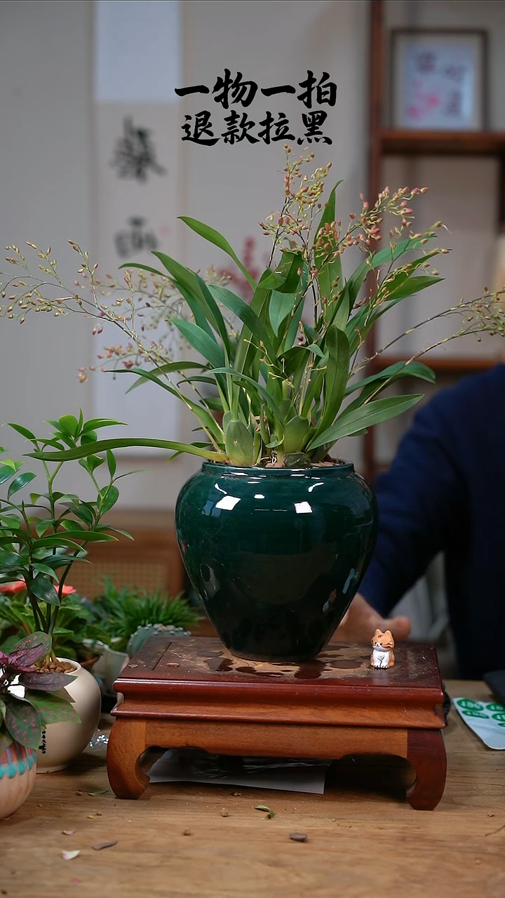 完全开放刘*莲文心兰177