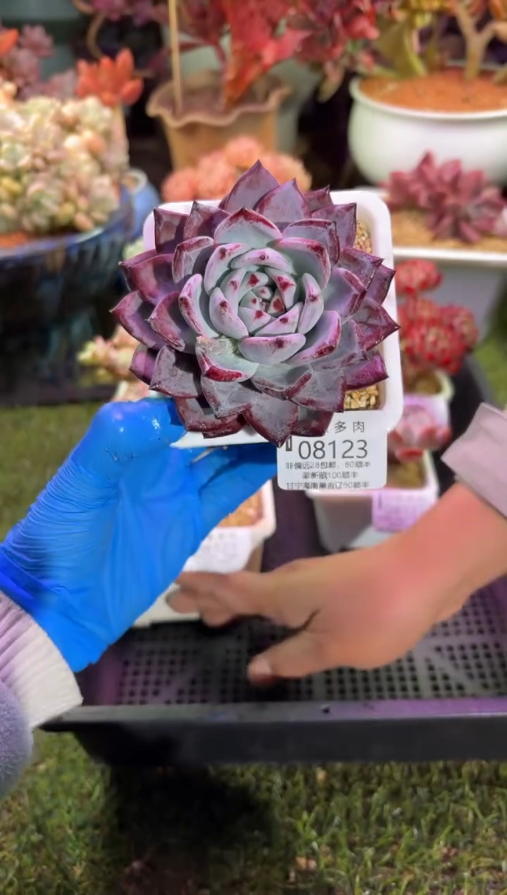 【闪购商品】08123