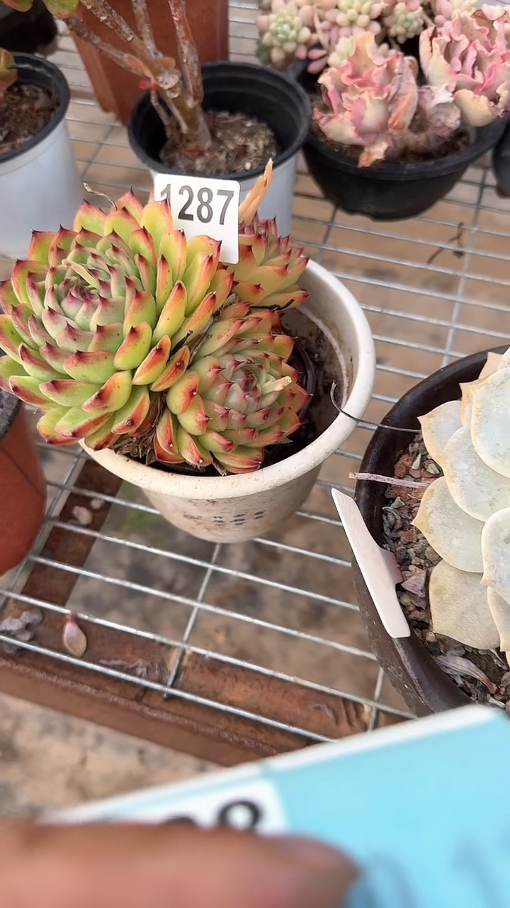 【闪购商品】1287月亮石（不包整）