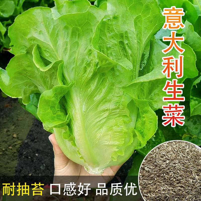 意大利耐抽苔生菜种子耐热耐寒全年种春季夏秋季四季阳台蔬菜种籽