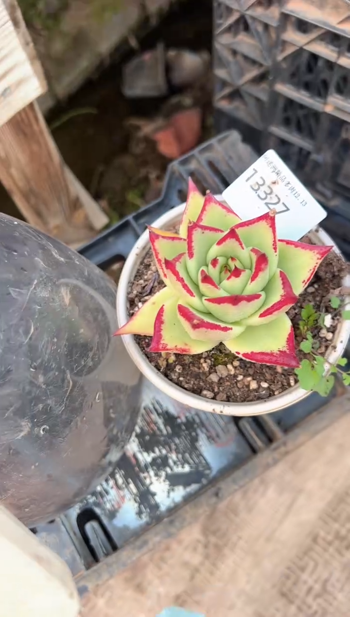 依*多肉植物一物一拍13327