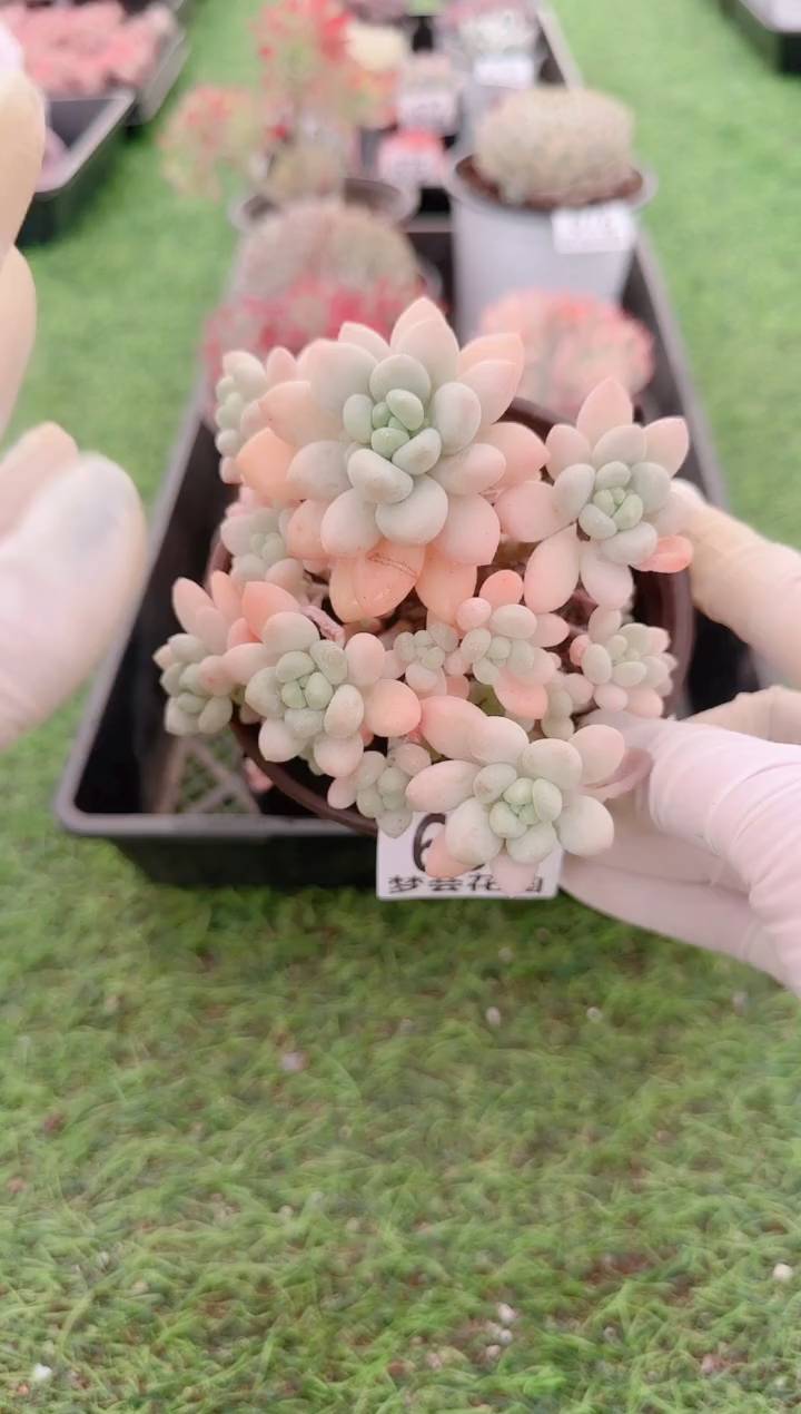 【闪购商品】梦会多肉一物一拍