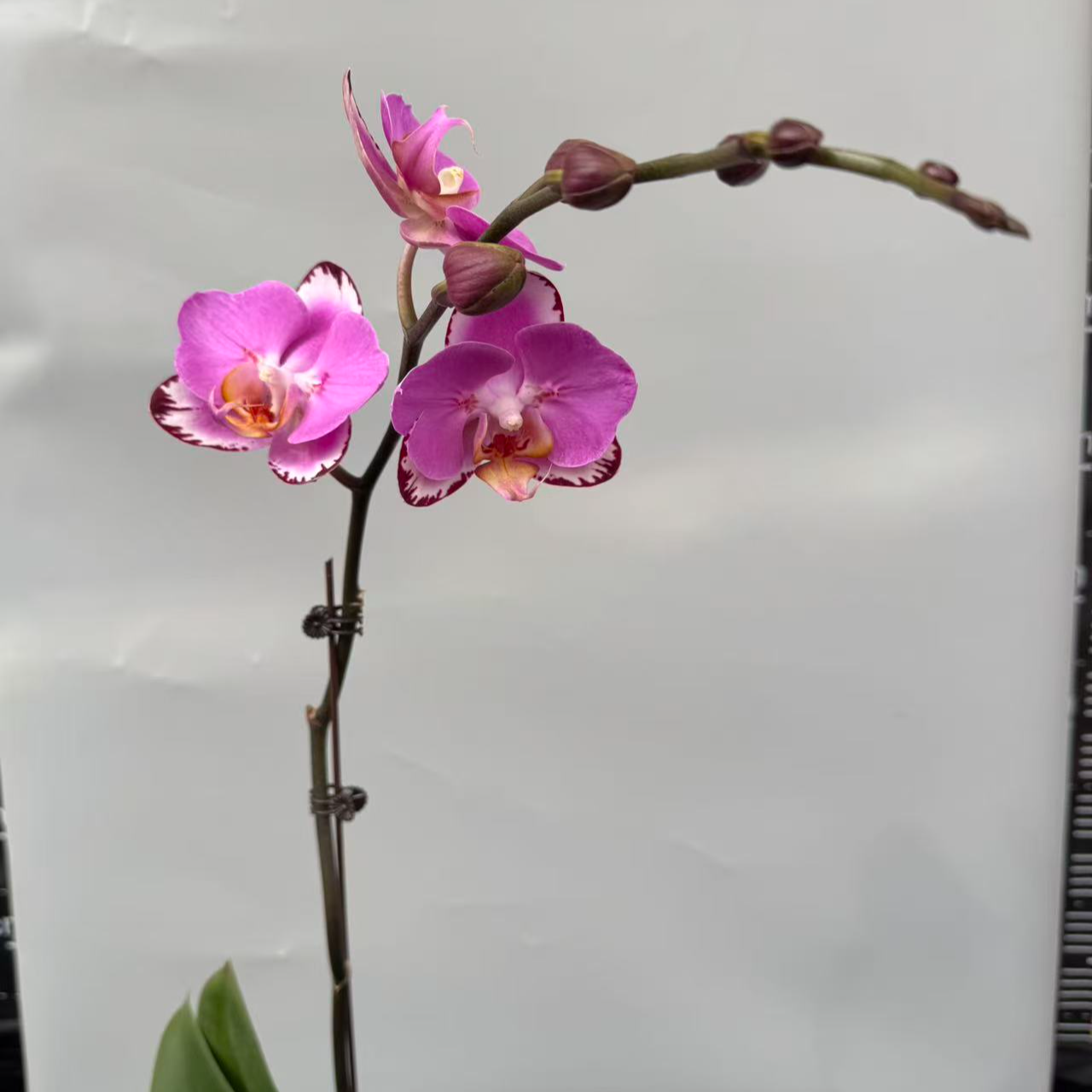 蝴蝶兰【蝙蝠侠】昆明基地直发