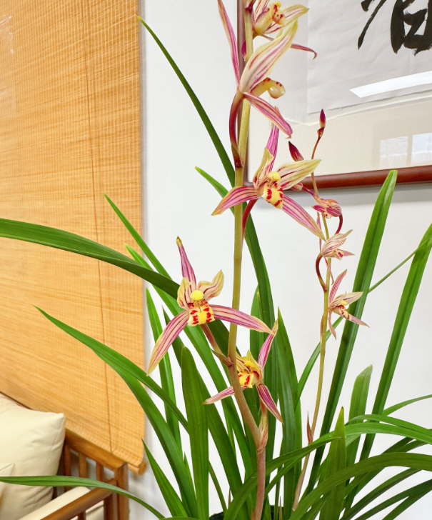 红香妃（带花苞）建兰名品 四季兰花绿植 花期6-12月