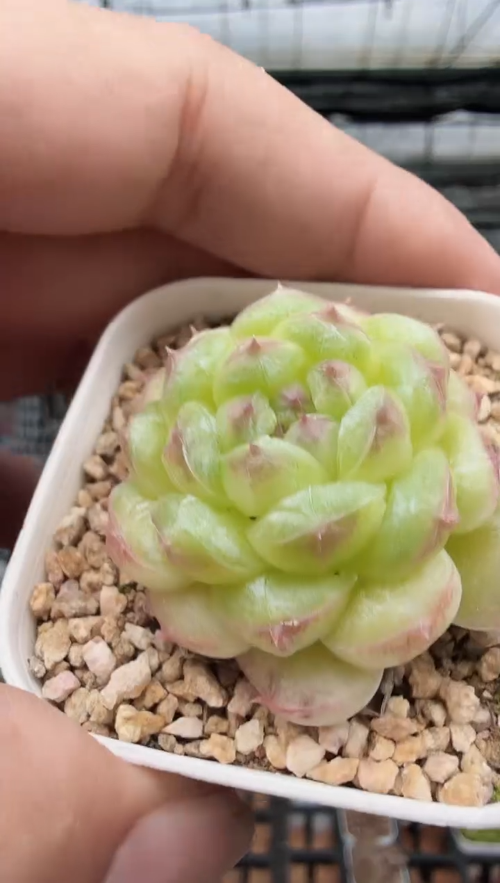 东云多肉园新款-112