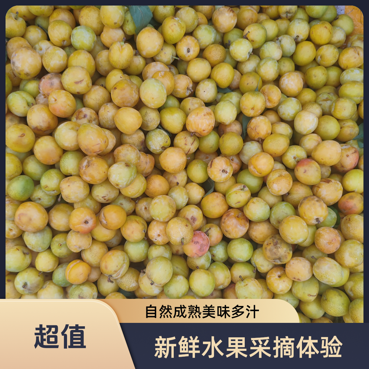 【李子新鲜出山现摘现发】湖南辰溪农村绿色水果脆甜李子