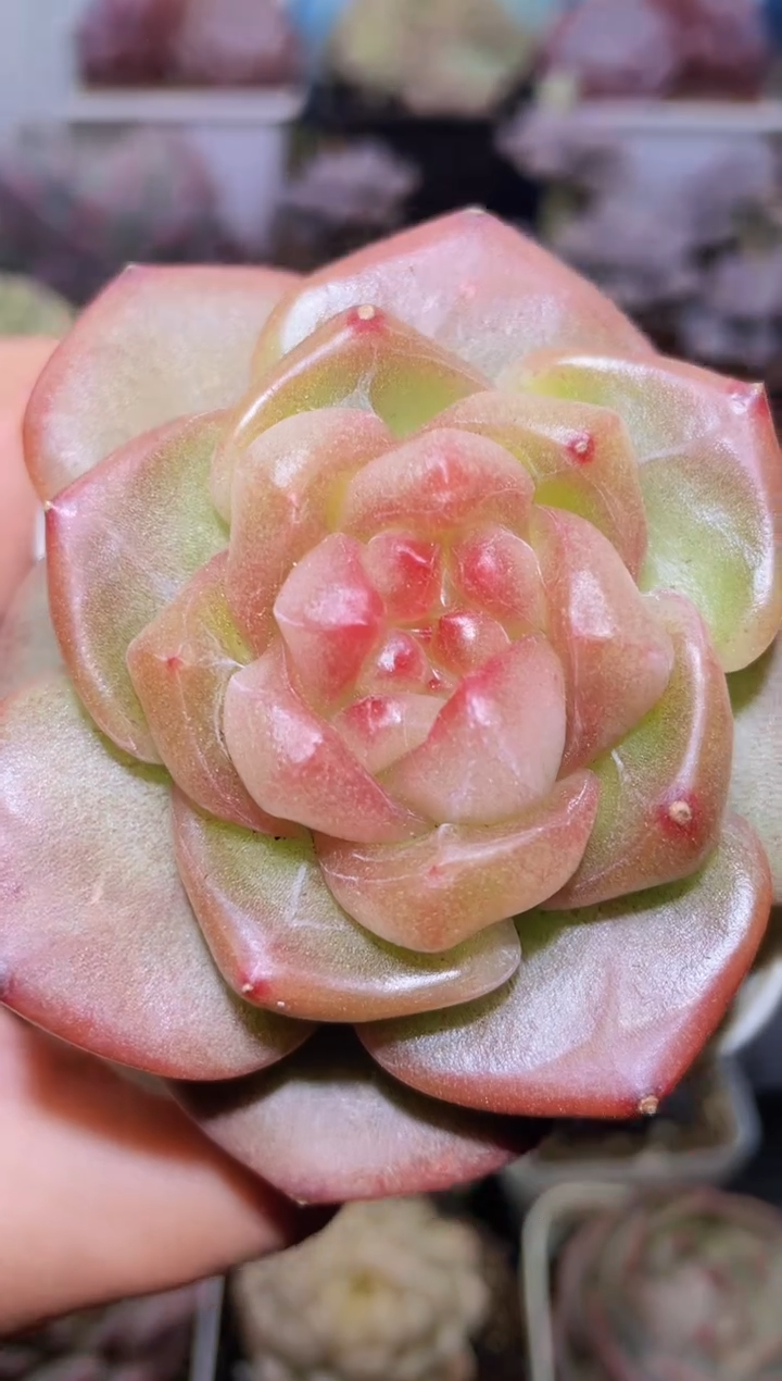 【闪购商品】198素问多肉