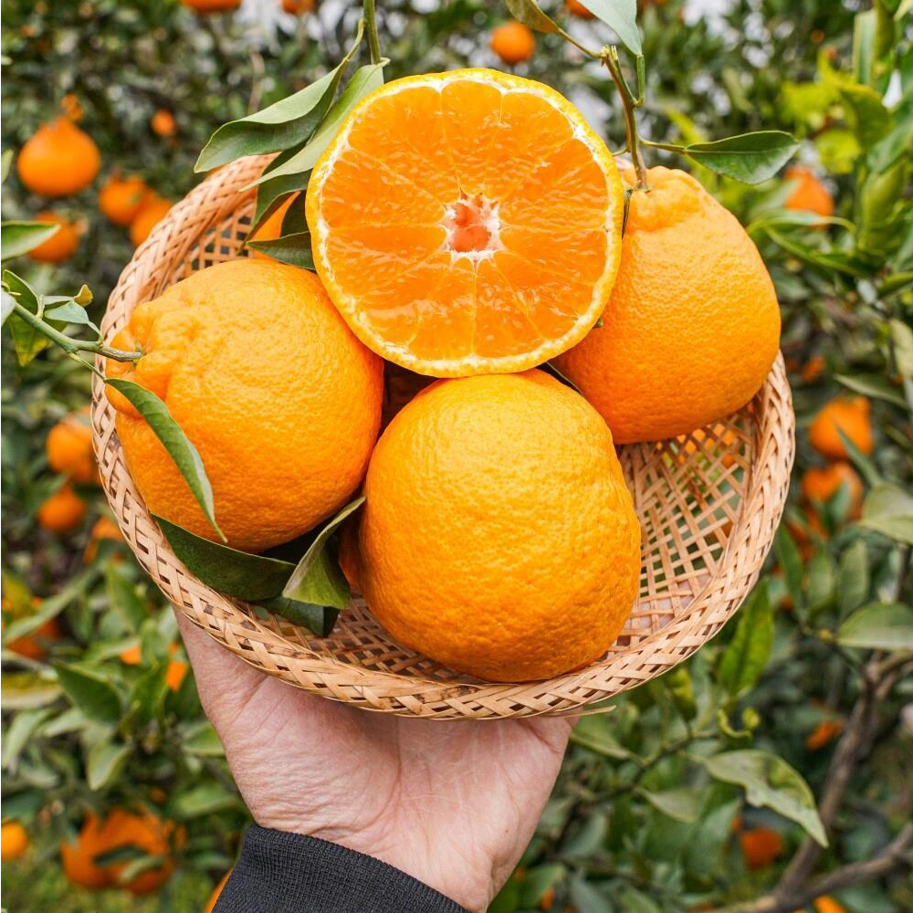 Q正宗水果新鲜应季批发耙耙橘子桔子现摘双朴现发头茬带箱5斤整