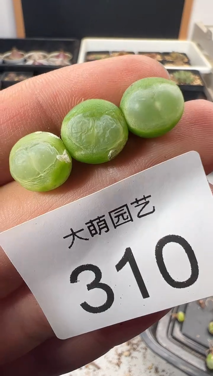 一物一拍           310