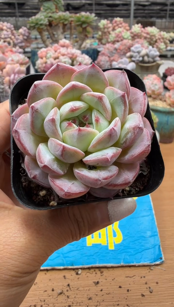 东云多肉园二店-163