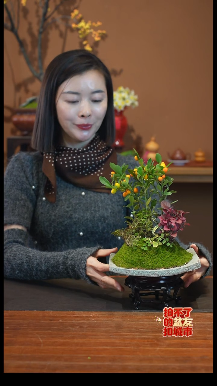 全部花朵小金豆盆景盆景