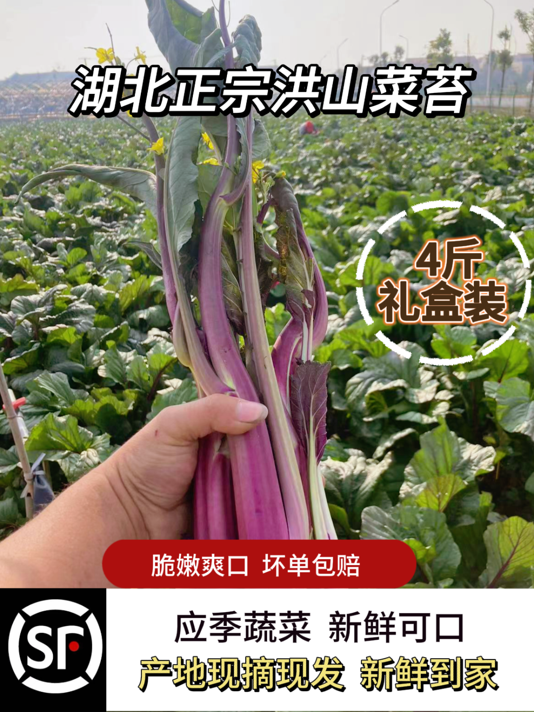 【精品礼盒装】洪山菜薹基地现摘现发顺丰4斤