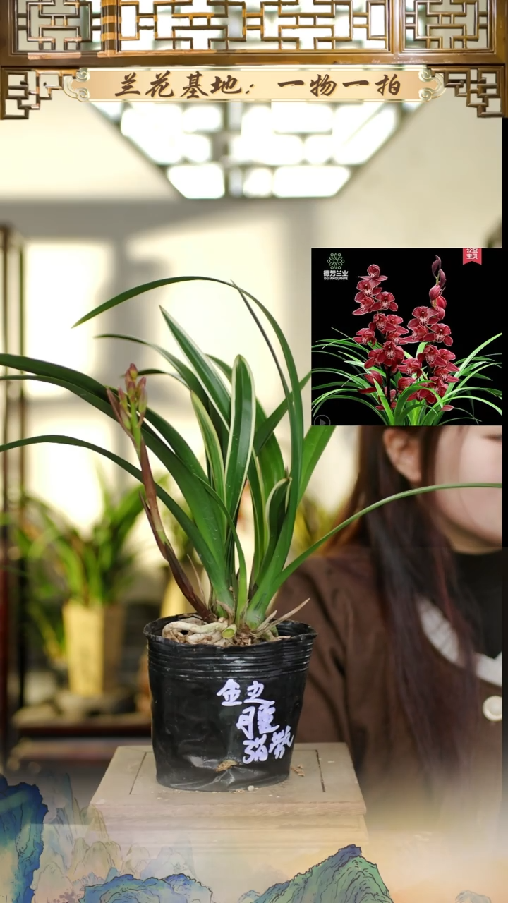 全部花苞丹霞带花苞