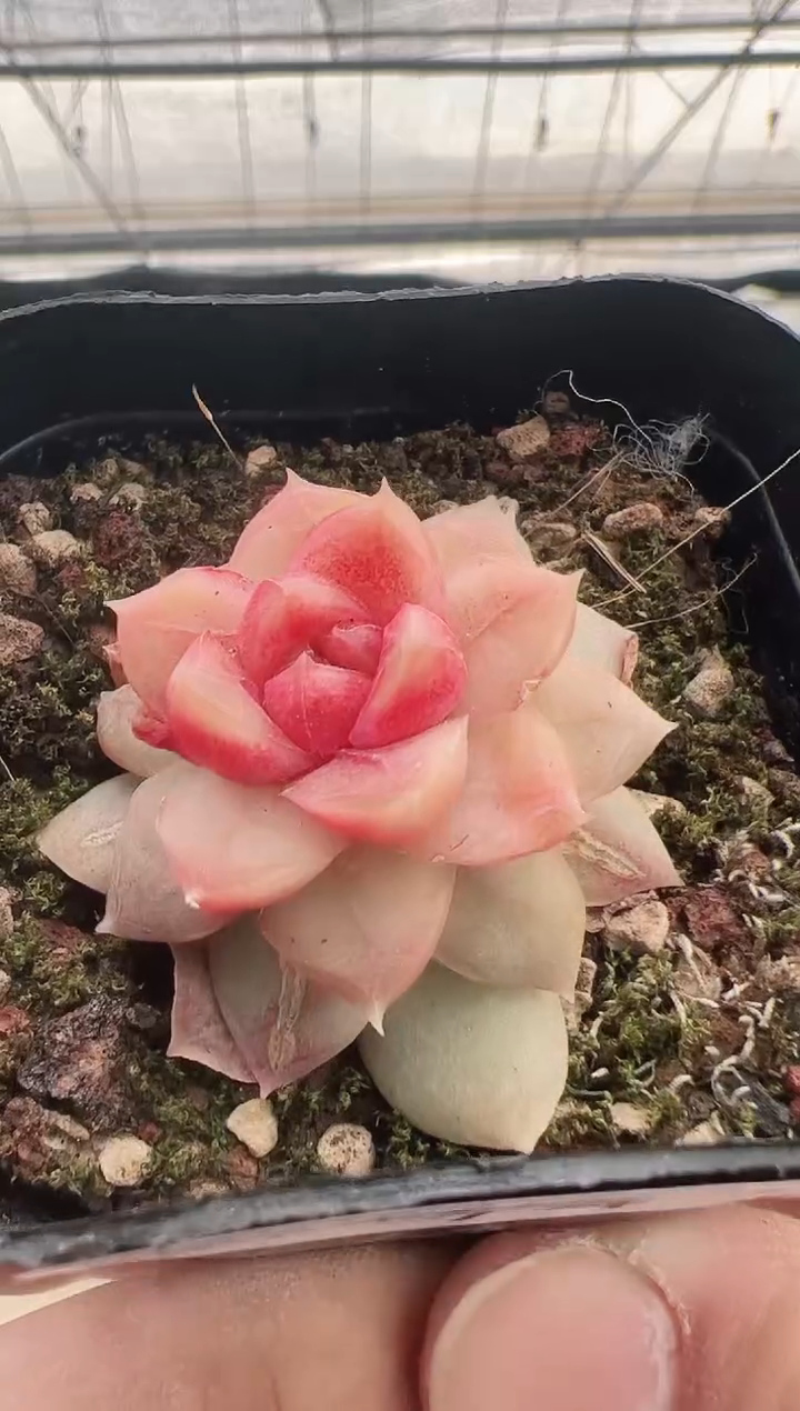 【闪购商品】新款多肉-74