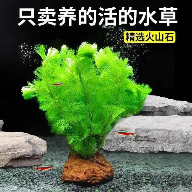 绿菊火山石净化水质活体真水草懒人造景装饰鱼缸增氧净水好养好活