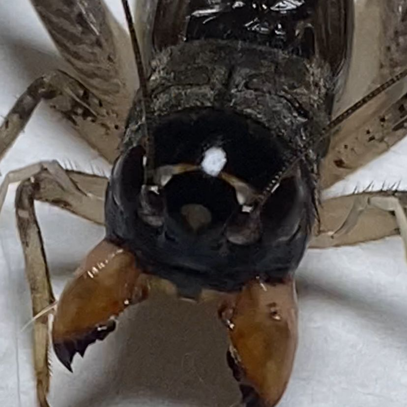 天津市鼎盛斗蟋 精品白虫一只