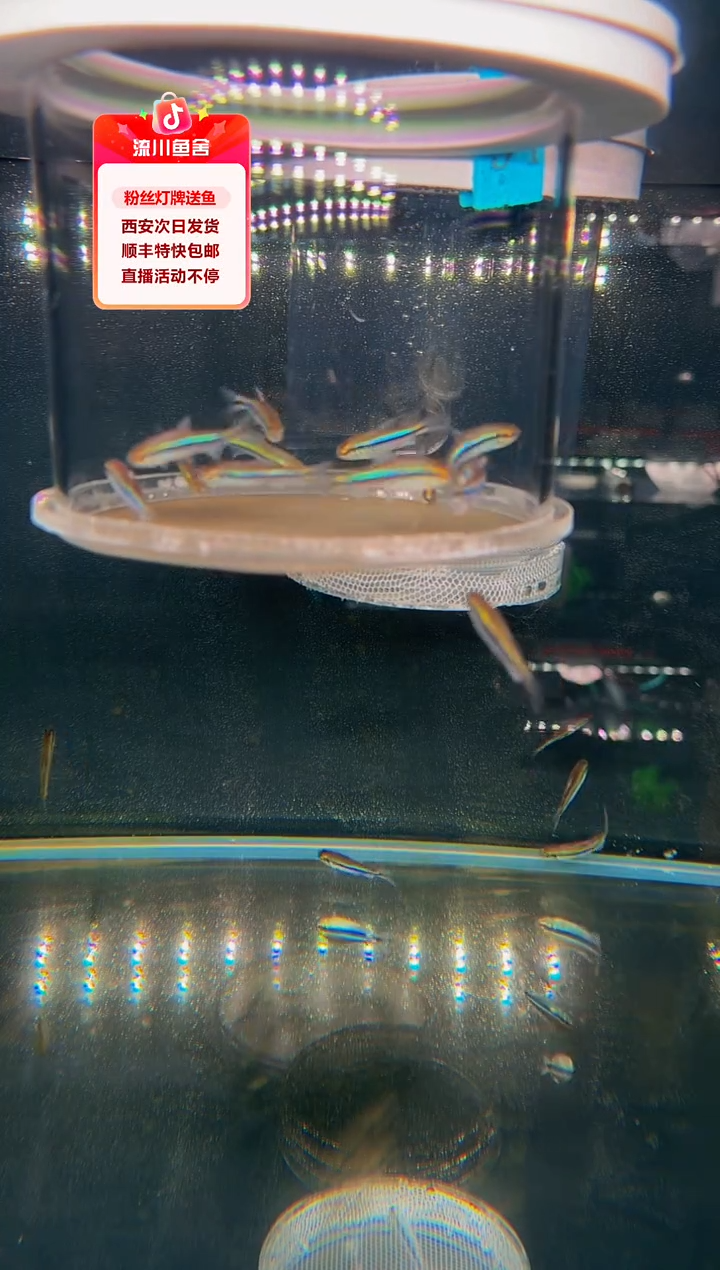 灯科鱼S***n灯鱼大全