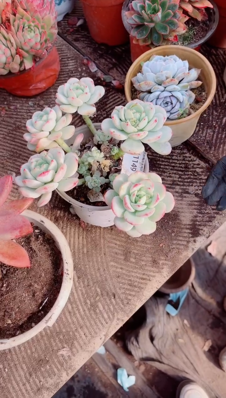 春***哒跃跃精品多肉11149