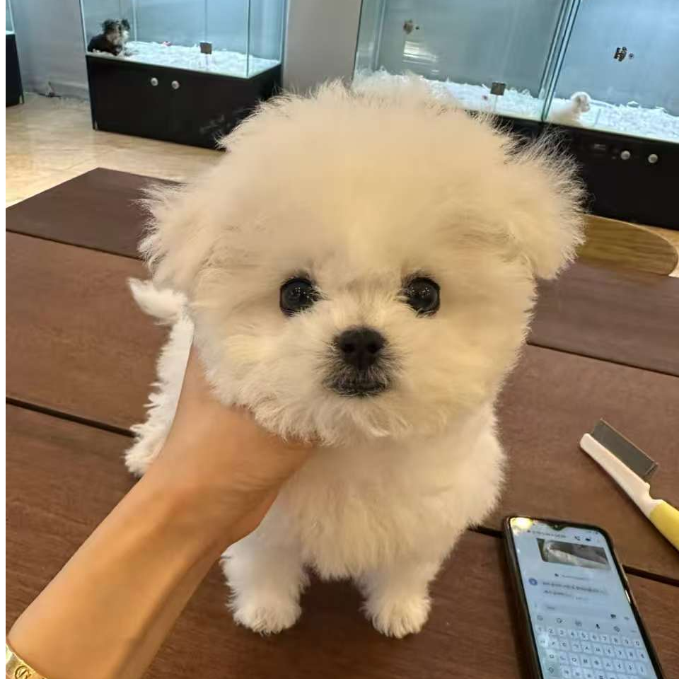 京禧比熊犬小狗精品狗狗专用指定活体