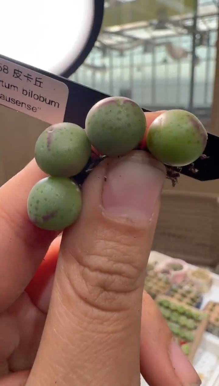 21多肉植物肉锥SH458皮卡丘一颗