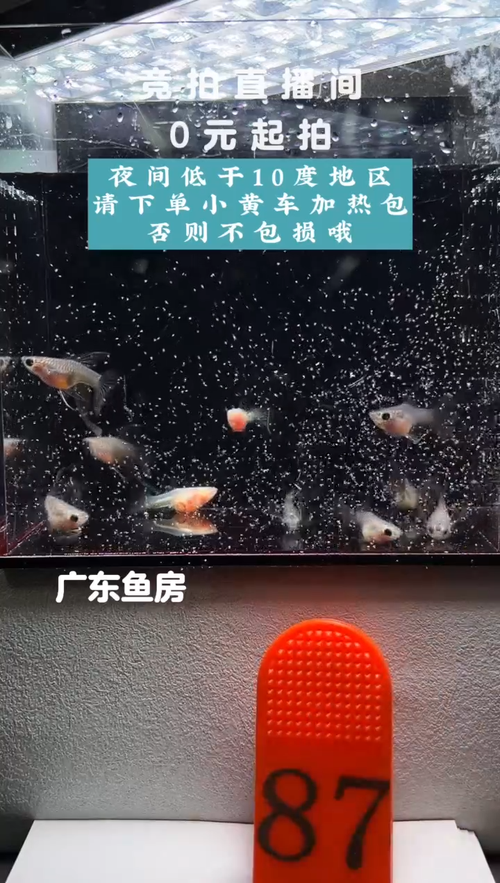 孔雀鱼玻璃猫母鱼10只编号87