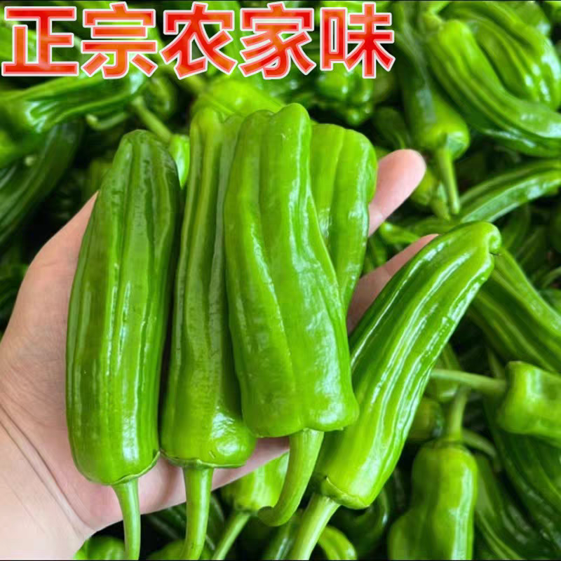 现摘现发薄皮辣椒1斤2斤3斤新鲜