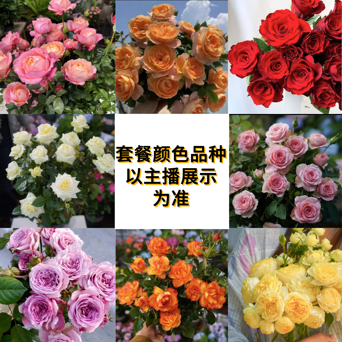 晶彩【四盆新手套餐】四季开花多分支庭院阳台种植新手好养耐寒