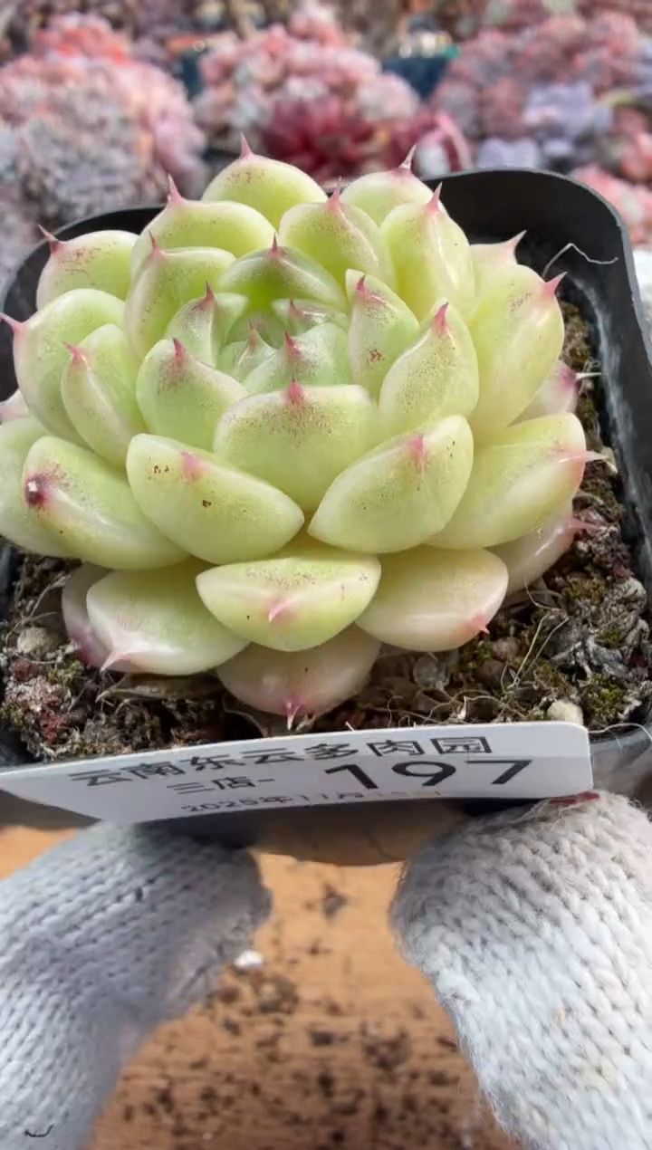 东云多肉园三号店-197