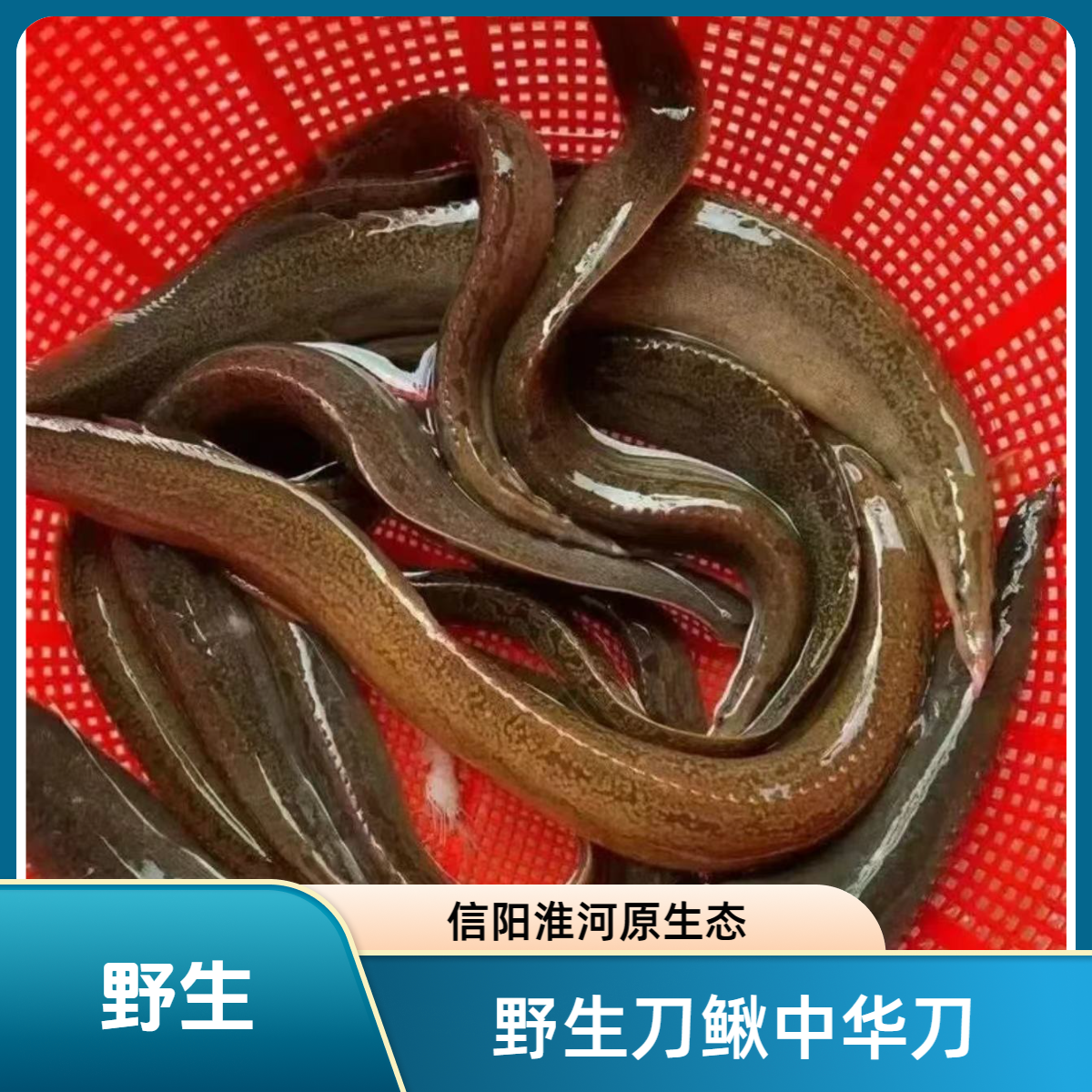 河南信阳原生态中华刺鳅野生刀鳅中华刀