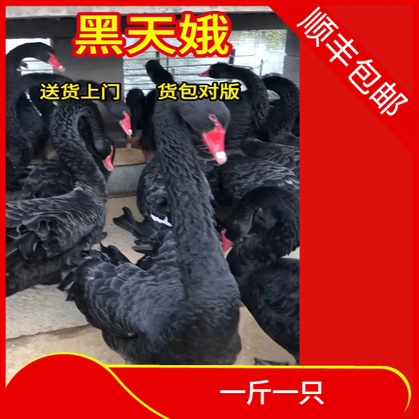 黑天娥宠物送货上门顺丰包邮