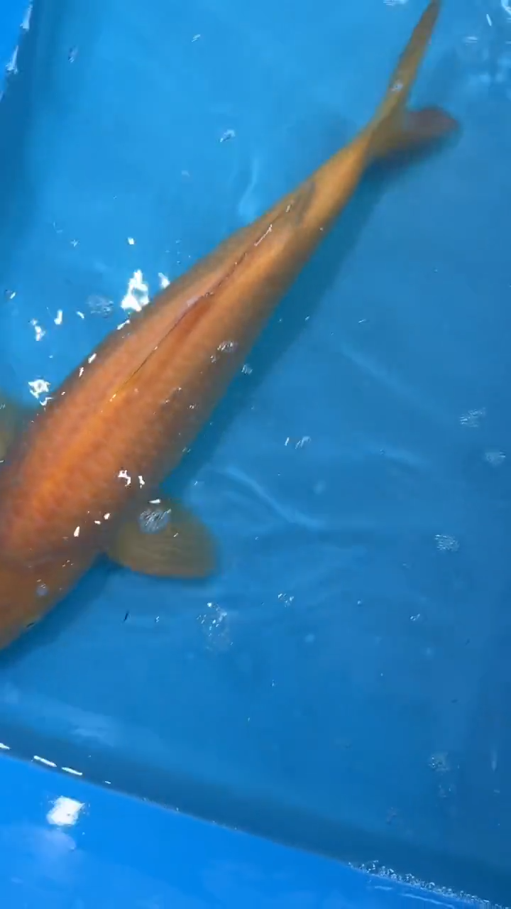 锦鲤太饱东风锦鲤36cm-45cm不包邮到付 包损