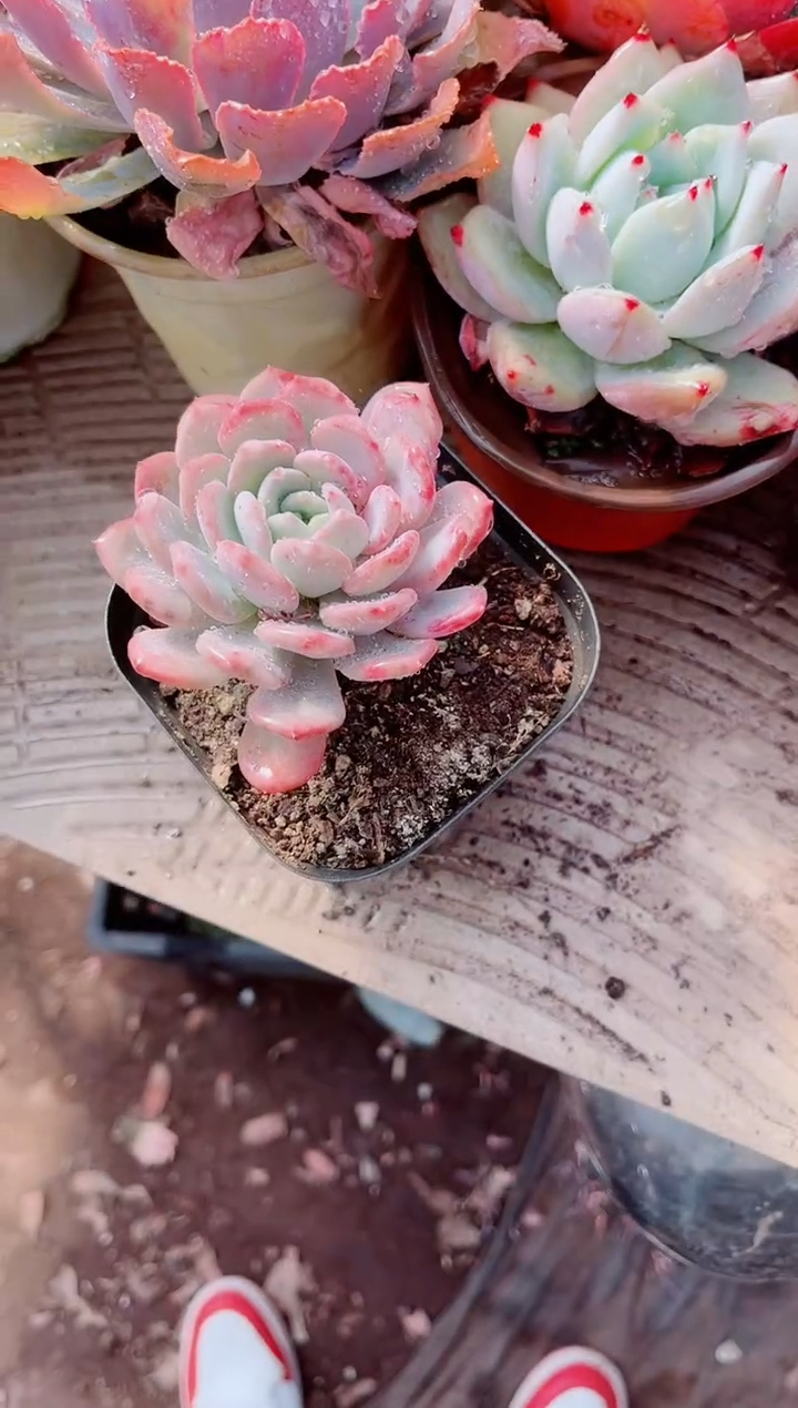 @****️跃跃精品多肉01126