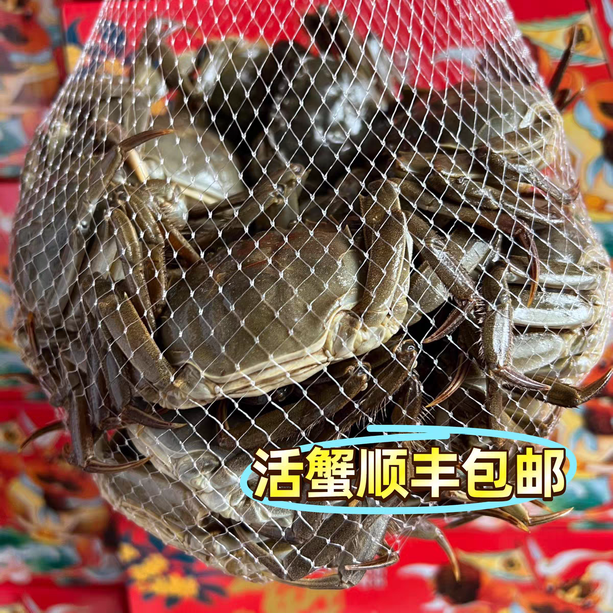 【活蟹】盘锦河蟹全母蟹单只1.3两-1.1两 发20只 顺丰包邮