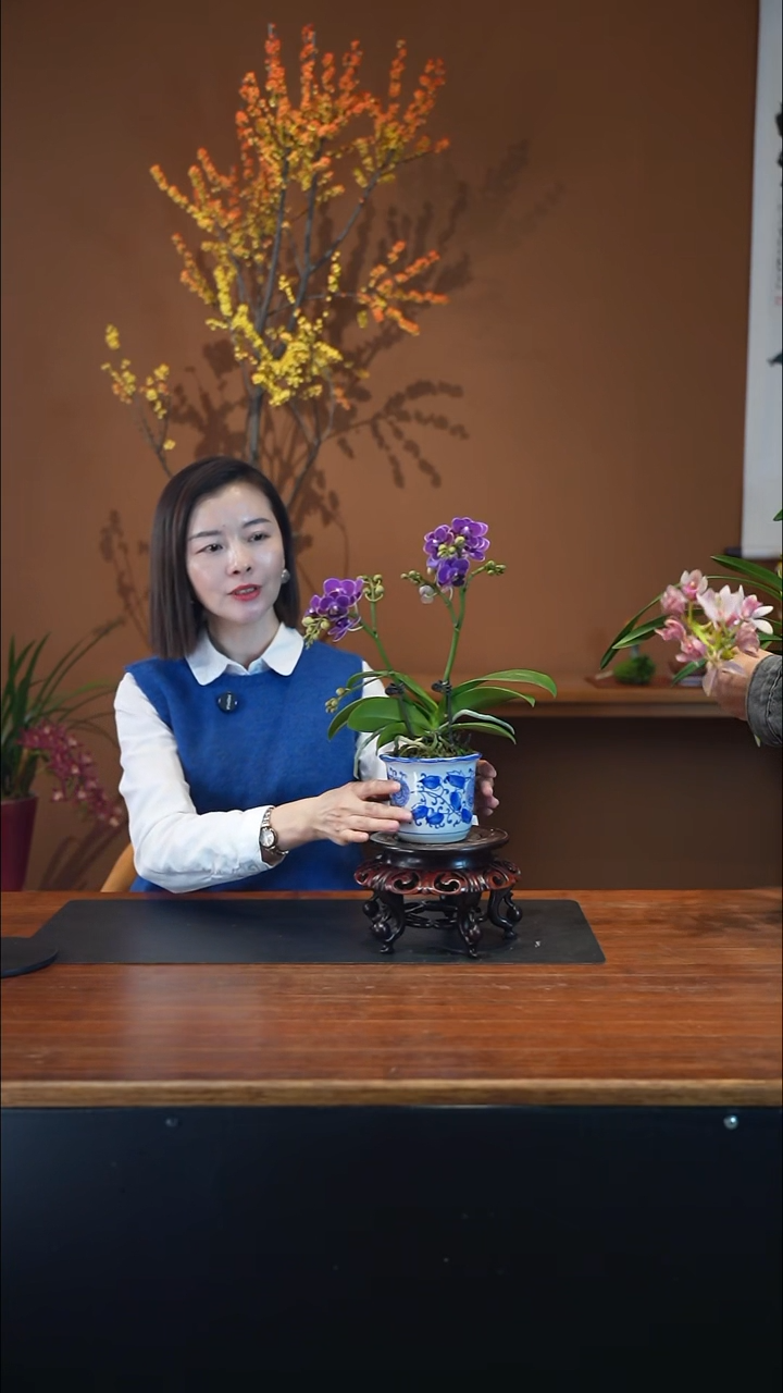 全部花朵蝴蝶兰青花盆景盆景盆景