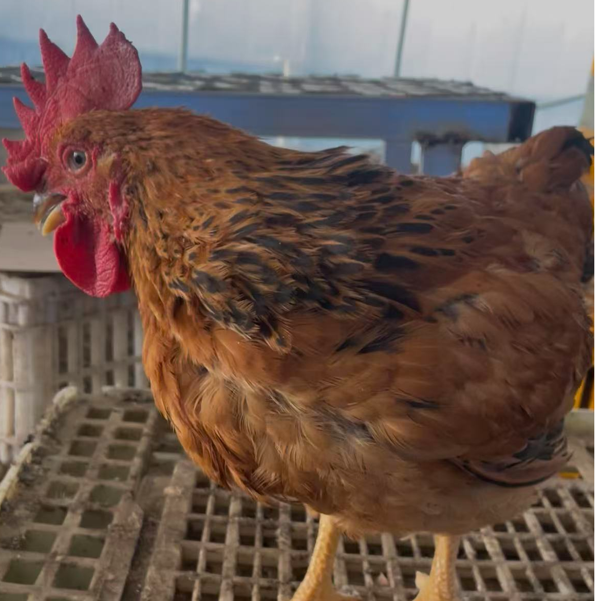 宠物鸡雄赳赳 单只三斤