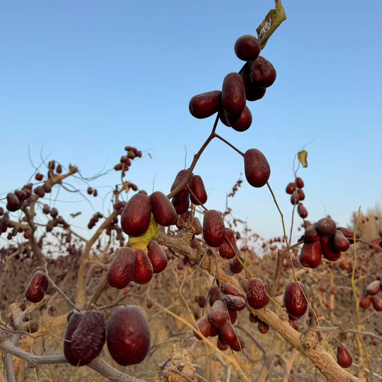自己家种植新疆和田大枣（不挑不捡5斤）