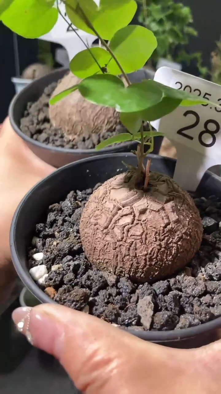 【闪购商品】南非龟甲龙3.10.28