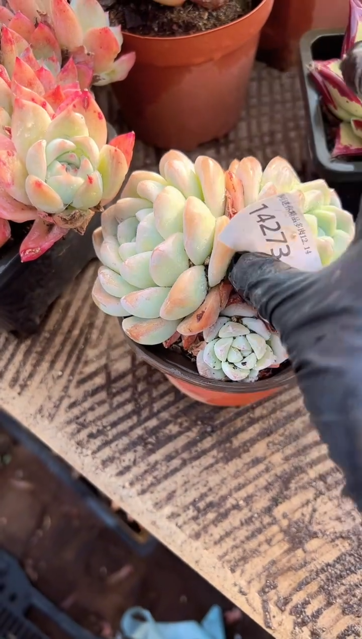 ?**?多肉植物一物一拍14273