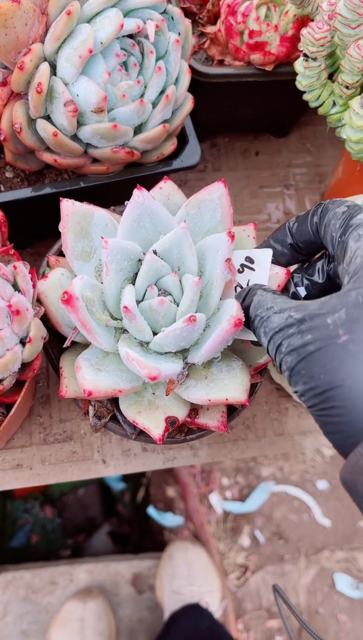 【闪购商品】07291